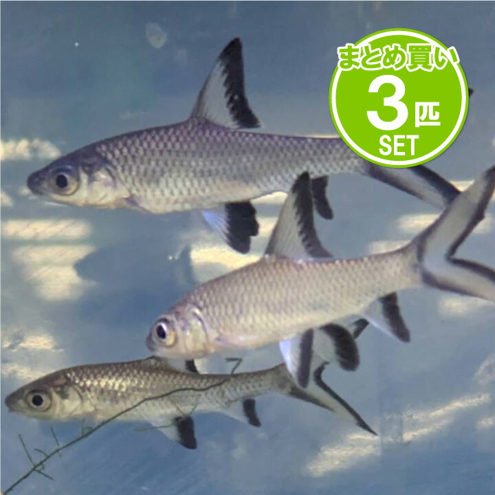 楽天市場】シルバーシャーク（観賞魚｜熱帯魚・アクアリウム）：ペット