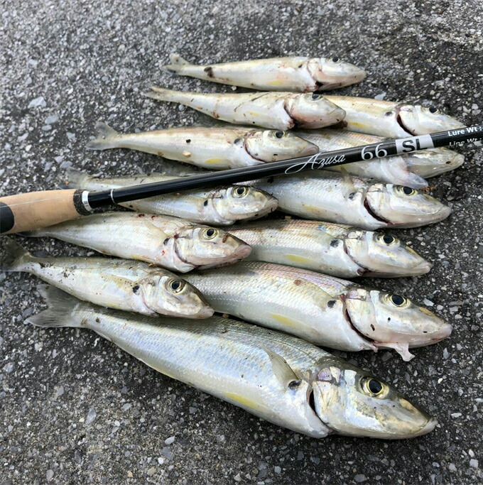 楽天市場】(5)ホッツ Fishing Gang FIDELITY AZUSA 70L (ライトゲーム