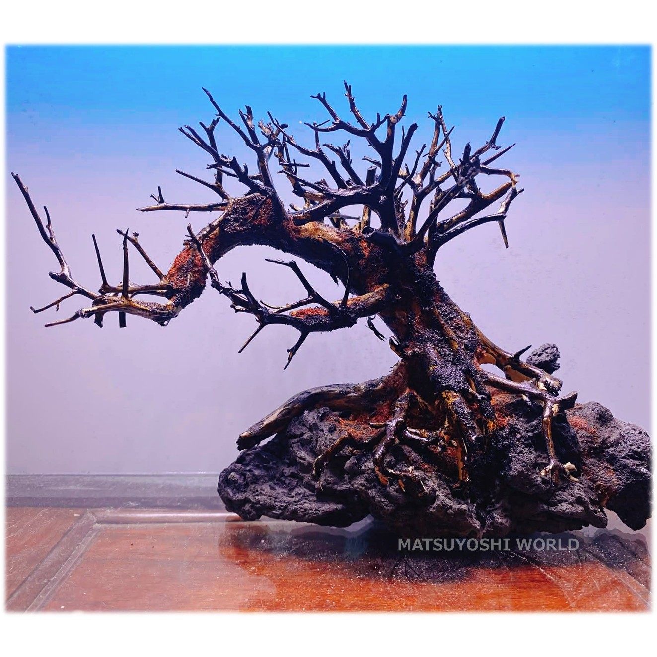 楽天市場】【お買い得・送料無料】小型溶岩石付き盆栽流木（水槽専用