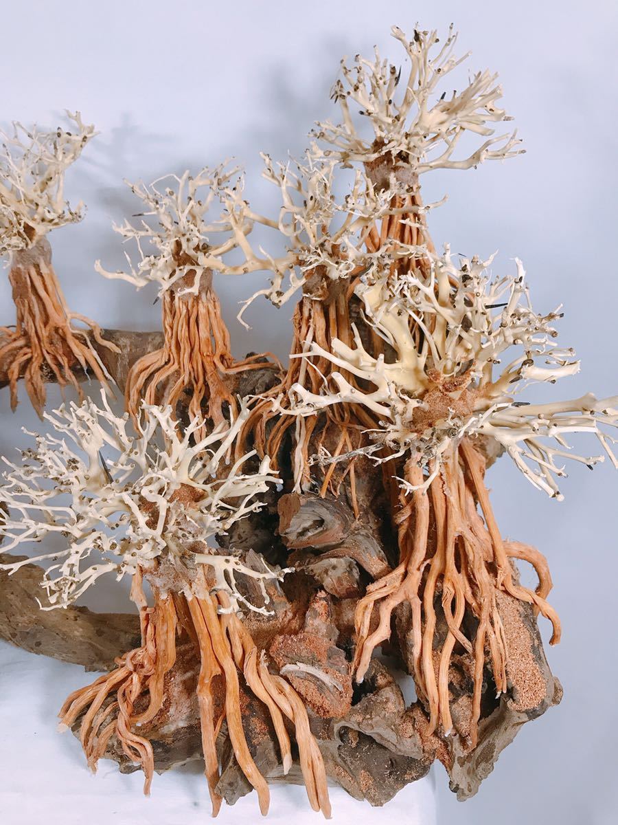 楽天市場】【送料無料】90cm水槽専用 2段熱帯雨林のバニヤン流木