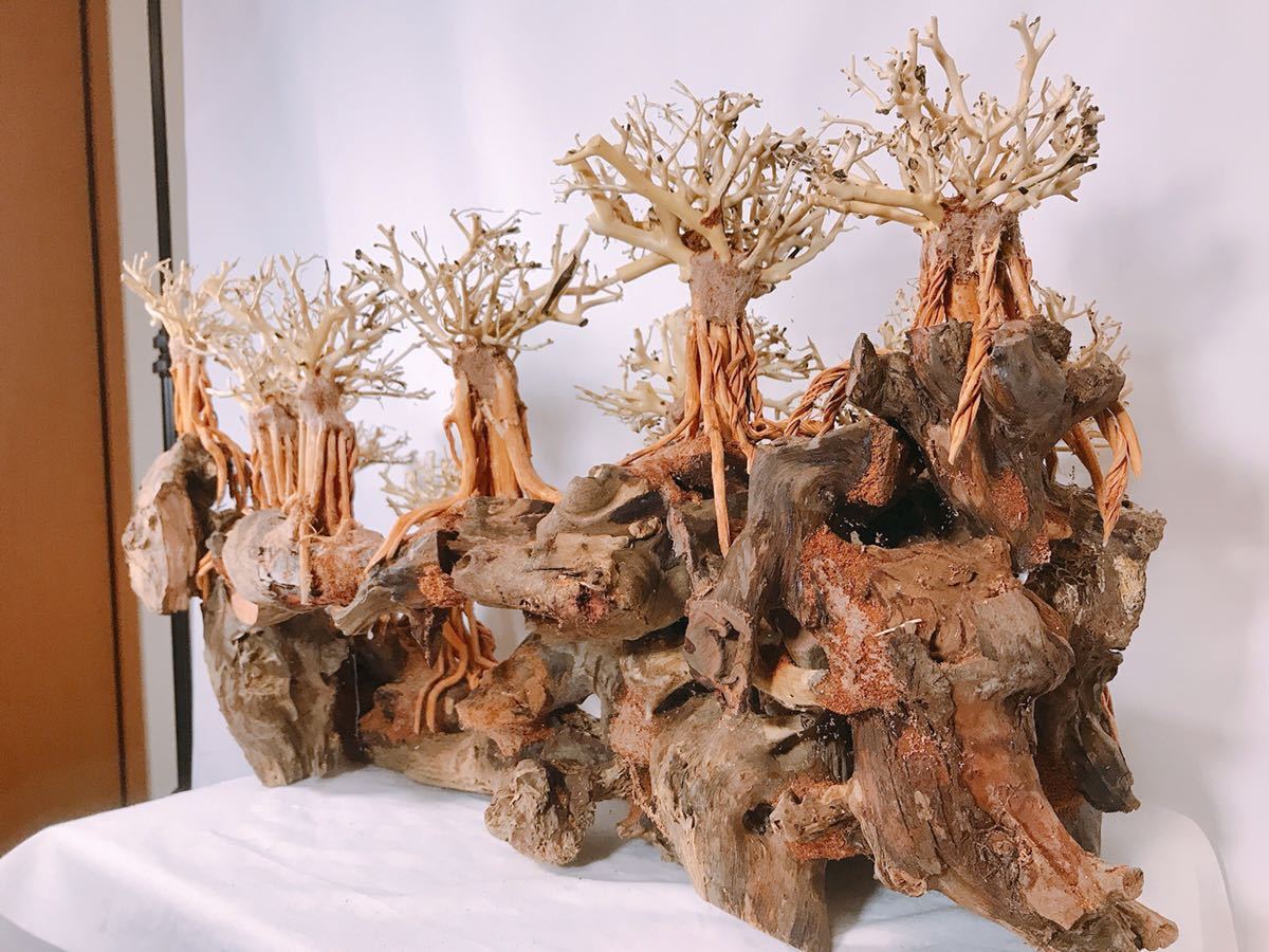 楽天市場】【送料無料】90cm水槽専用 2段熱帯雨林のバニヤン流木