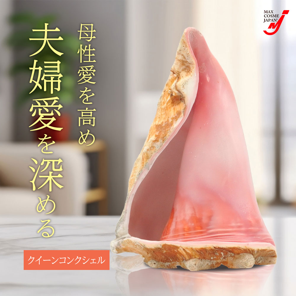 楽天市場】クイーンコンクシェル 貝殻 置物 結婚 安産 子宝 恋人 夫婦