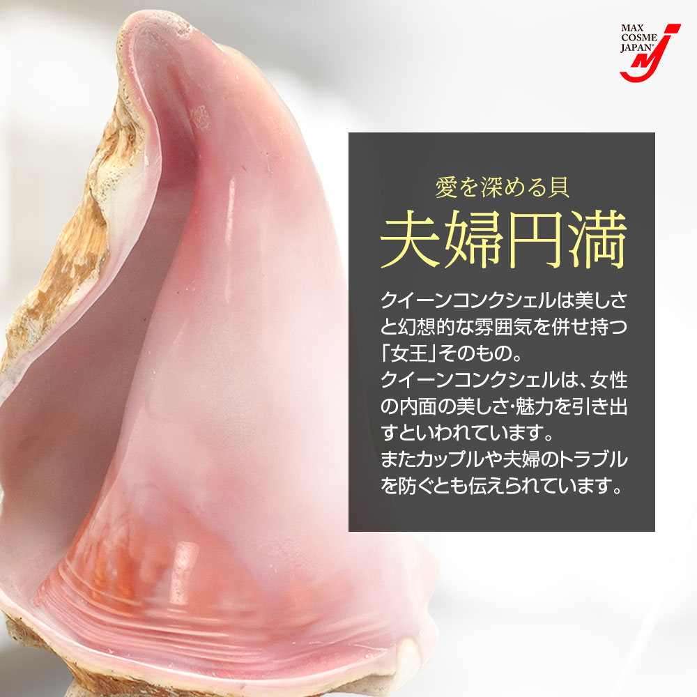 楽天市場】クイーンコンクシェル 貝殻 置物 結婚 安産 子宝 恋人 夫婦