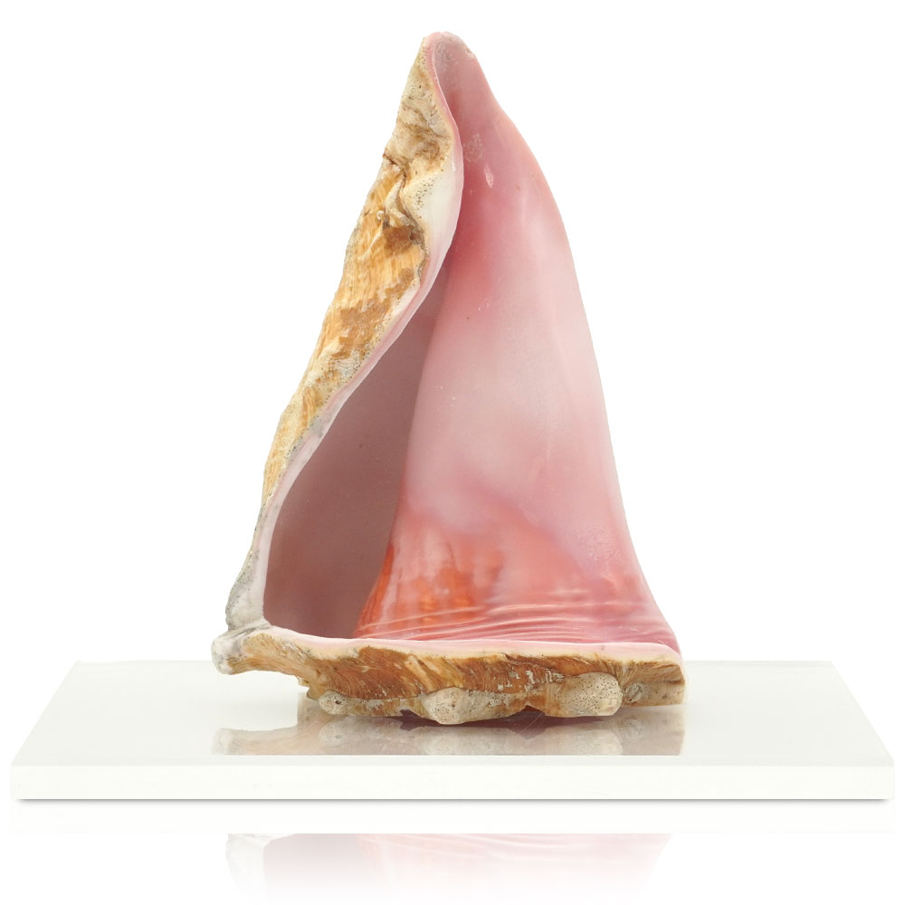 楽天市場】クイーンコンクシェル 貝殻 置物 結婚 安産 子宝 恋人 夫婦