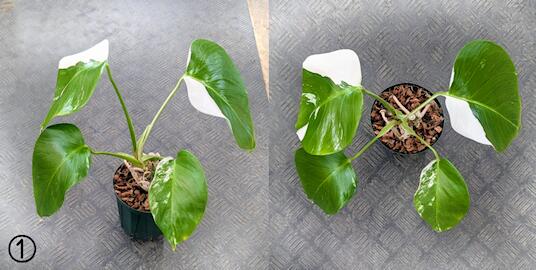 モンステラ ホワイトタイガー」の人気商品一覧 | 安い商品を通販サイト