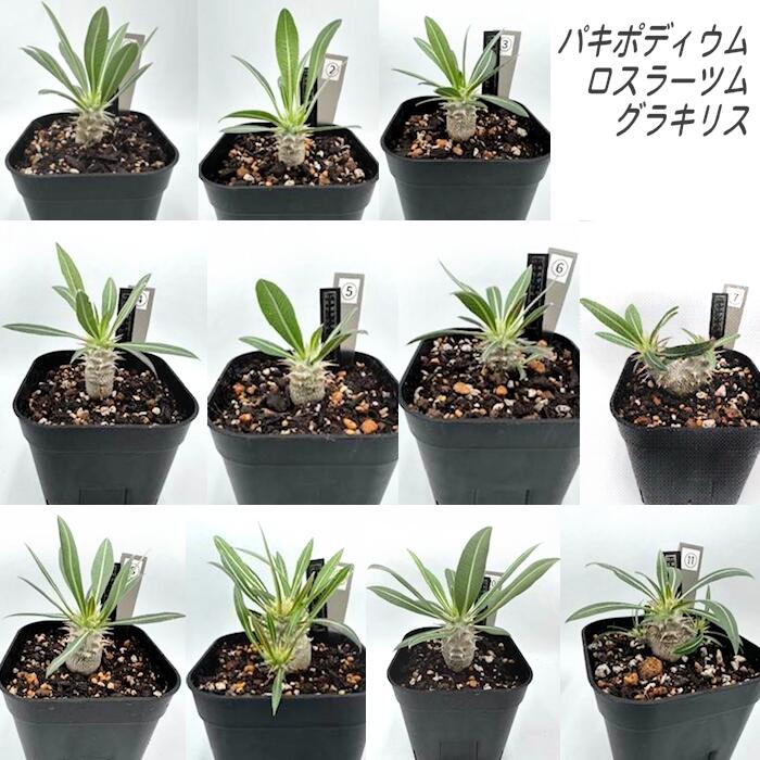 塊根植物 グラキリス」の人気商品一覧 | 安い商品を通販サイトから探す