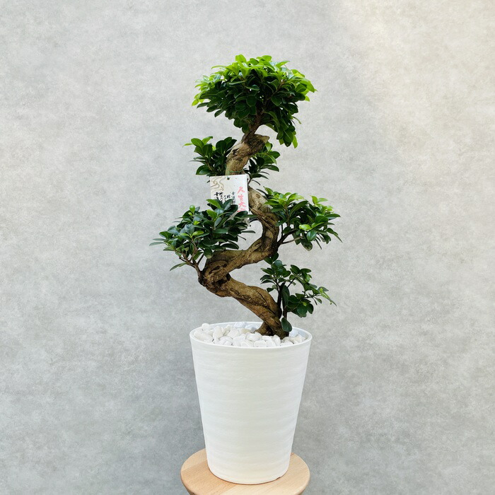 楽天市場】観葉植物 ガジュマルの木 昇り竜 縁起物 高さ70cm前後