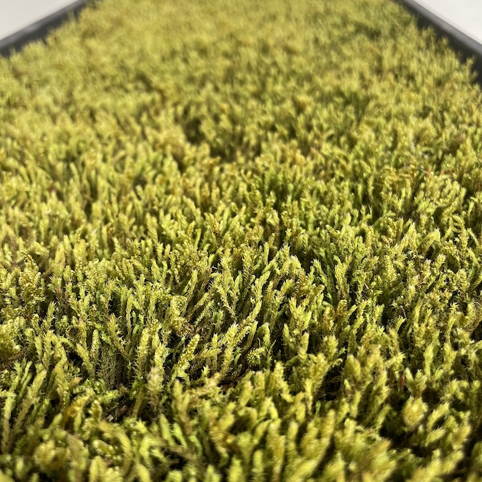 楽天市場】スナゴケ ハイゴケ ハイブリッド 2種ミックス 約5平米分