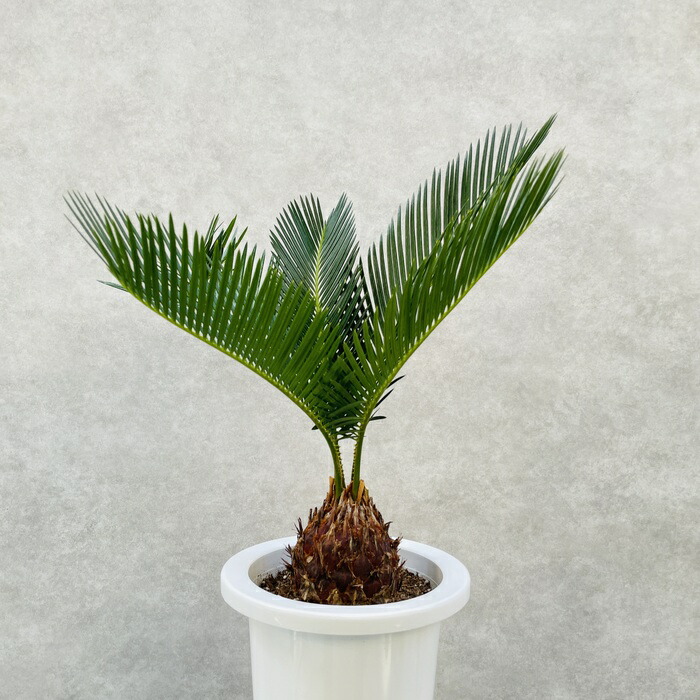 楽天市場】観葉植物 ソテツ 蘇鉄 6号鉢苗 縁起物 庭木 鉢植え 和風