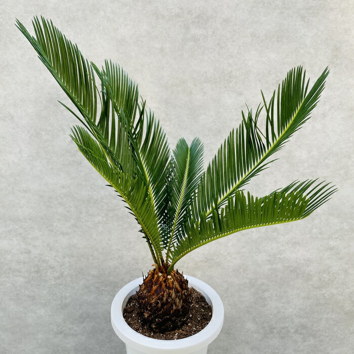 楽天市場】観葉植物 ソテツ 蘇鉄 7号鉢苗 大型 大きい 鉢植え 和風