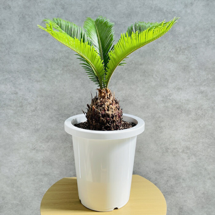 楽天市場】観葉植物 ソテツ 蘇鉄 8号鉢苗 大型種類 大きい 鉢植え 和風