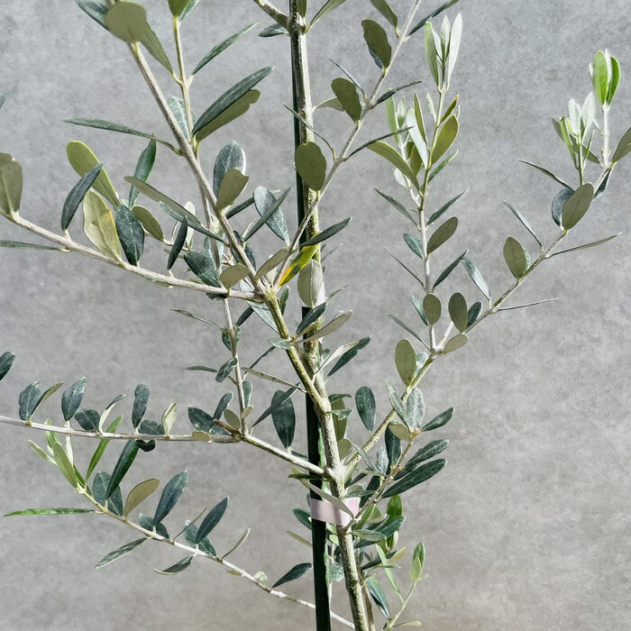 楽天市場】オリーブの木 ミッション 6号鉢苗 鉢底から90cm程度 直立型