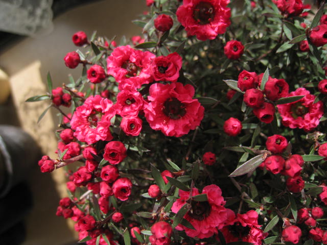 楽天市場】ギョリュウ梅 赤八重咲き 信楽鉢入り : 園芸百貨店何でも