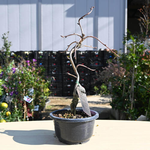 楽天市場】盆栽さくら2026年4月中旬開花中 関山桜 プラ鉢入り 八重桜