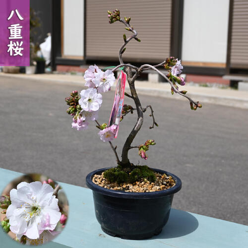 楽天市場】自宅でお花見サクラ鉢植え盆栽タイプ桜 2026年3月下旬～4月