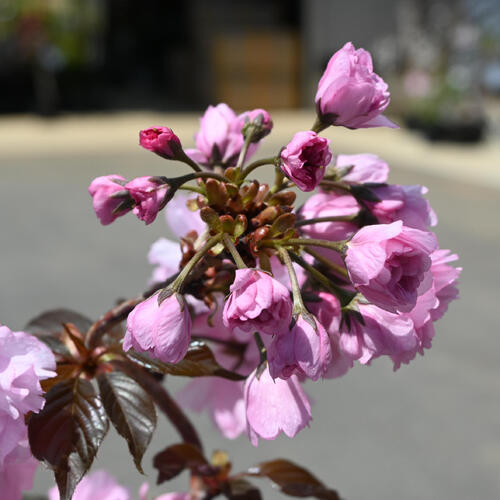 楽天市場】盆栽さくら2026年4月中旬開花中 関山桜 プラ鉢入り 八重桜