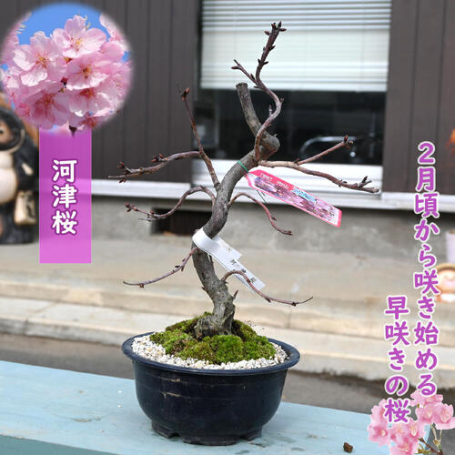 楽天市場】河津桜 盆栽の通販