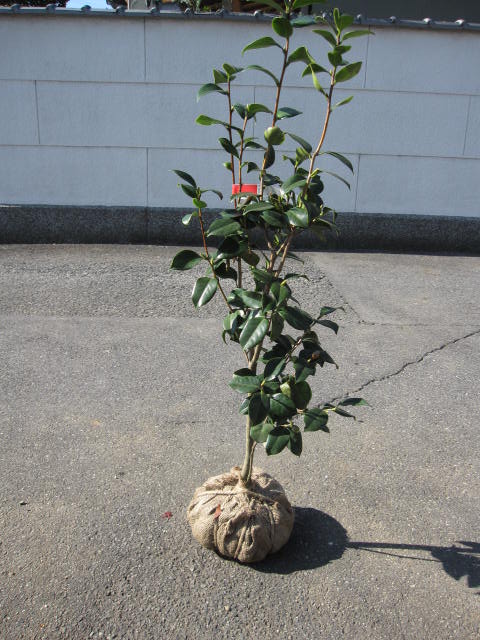 楽天市場】2026年3月〜4月開花の花芽確認紅乙女ツバキ苗 【庭木