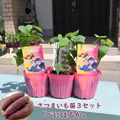 楽天市場】2025年NEW さつまいも ポット苗 べにはるか 3個セット