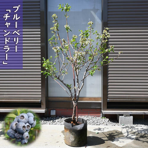 楽天市場】ブルーベリー チャンドラー 苗木 果樹 ノーザンハイブッシュ