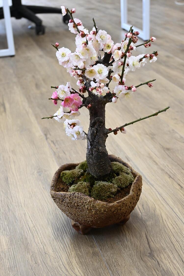 楽天市場】咲き分け梅梅盆栽2026年3月開花 咲き分け 思いのまま梅盆栽
