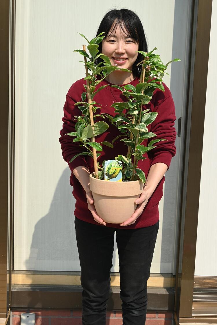 楽天市場】2026年開花後実のなる稀少なレモン！ピンクレモネード 苗