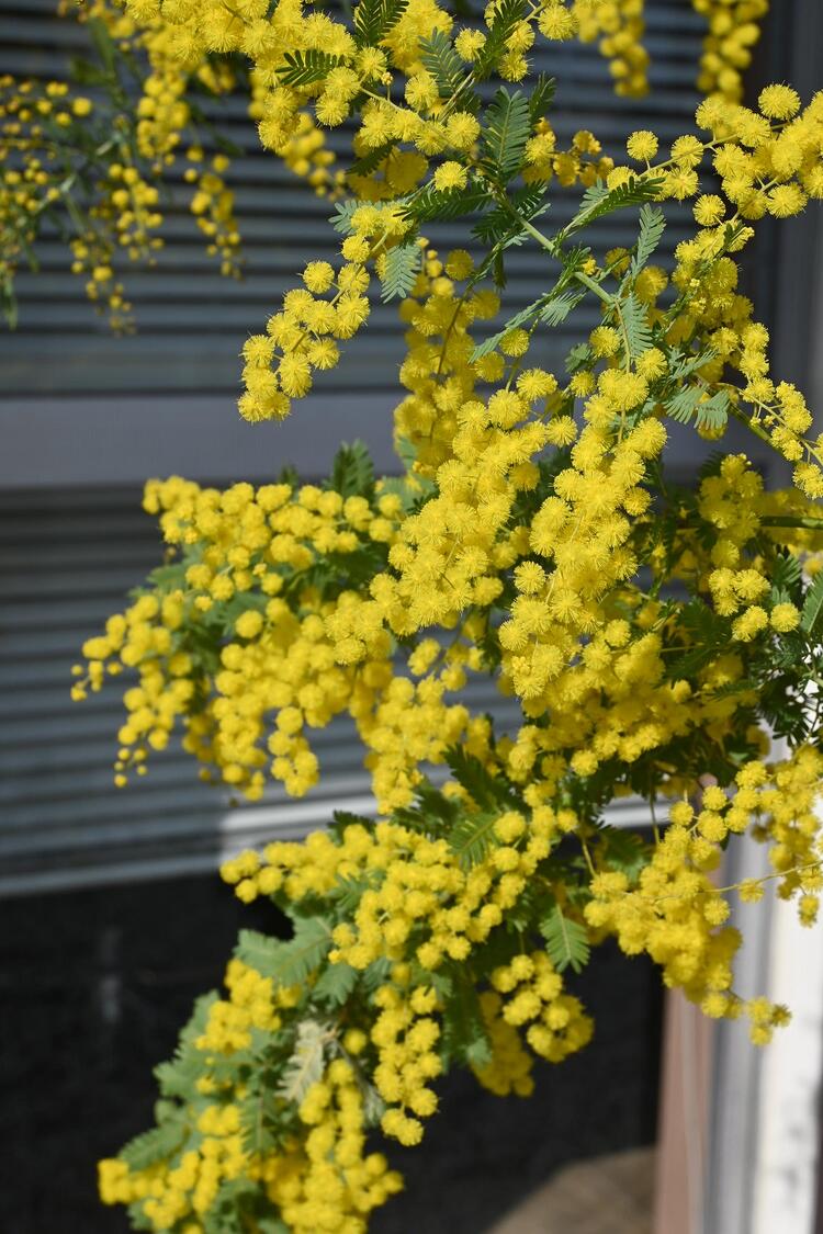 楽天市場】ギンヨウカシア大苗ミモザアカシア苗大きい苗 花は輝く黄色