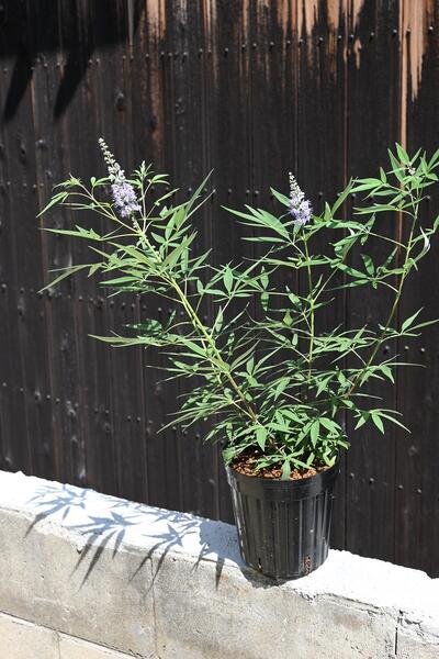 楽天市場】西洋ニンジンボク苗 青 セイヨウニンジンボク6号サイズ 高