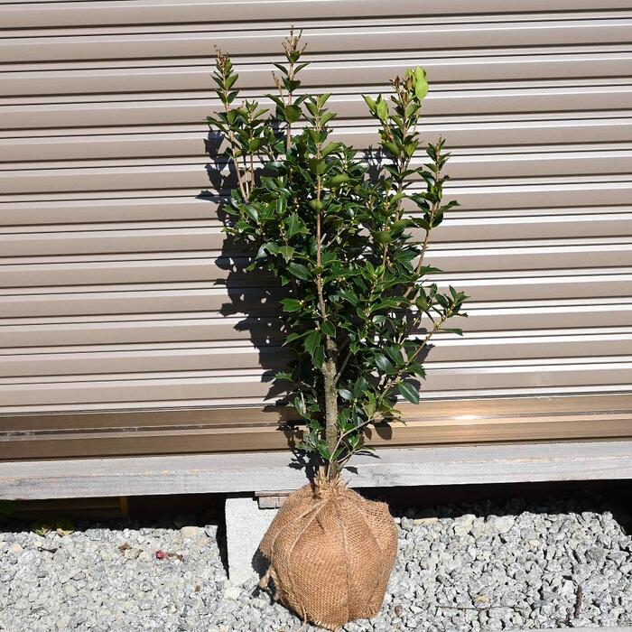 楽天市場】2026年自宅に縁起の良い樹鬼ヒイラギ苗 オニ柊苗寝巻苗でお