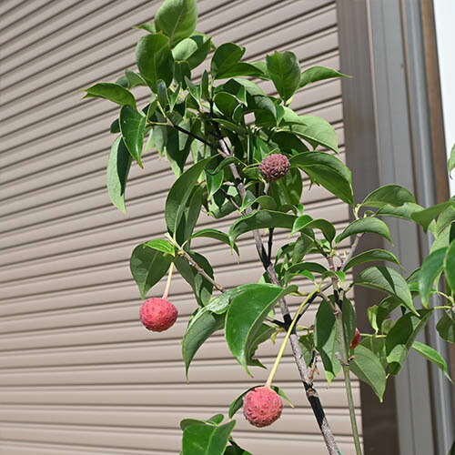 楽天市場】プレゼントに2026年5月に開花苗常緑ヤマボウシ ホンコン