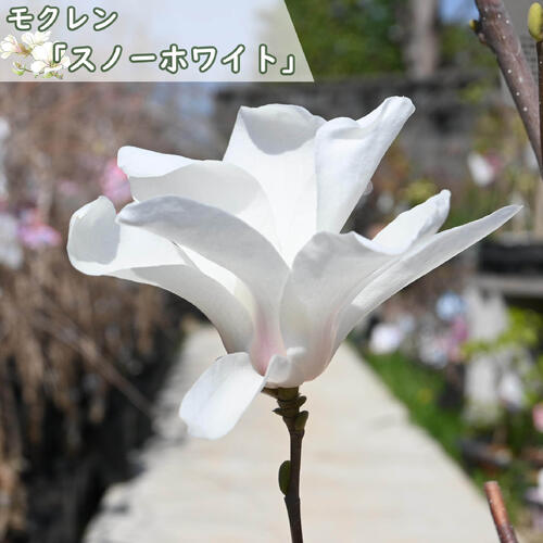 楽天市場】2026年3月頃開花 モクレン スノーホワイト 苗木 接ぎ木
