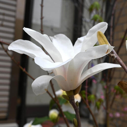 楽天市場】2026年3月頃開花 モクレン スノーホワイト 苗木 接ぎ木