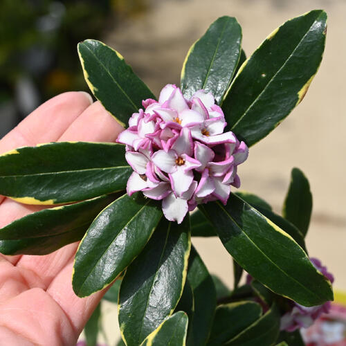 楽天市場】2026年は香りを楽しむ沈丁花4月から5月開花前島斑入り葉