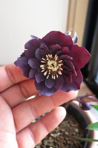 楽天市場】【現品】クリスマスローズ ウィンターシンフォニー 静