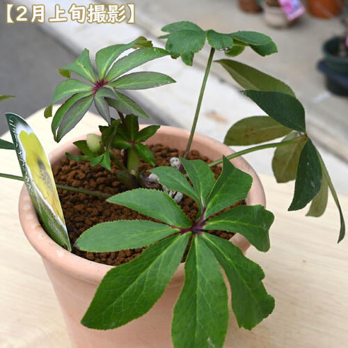 楽天市場】2026年NEW クリスマスローズ 鉢植え 5号鉢 オリエンタリス