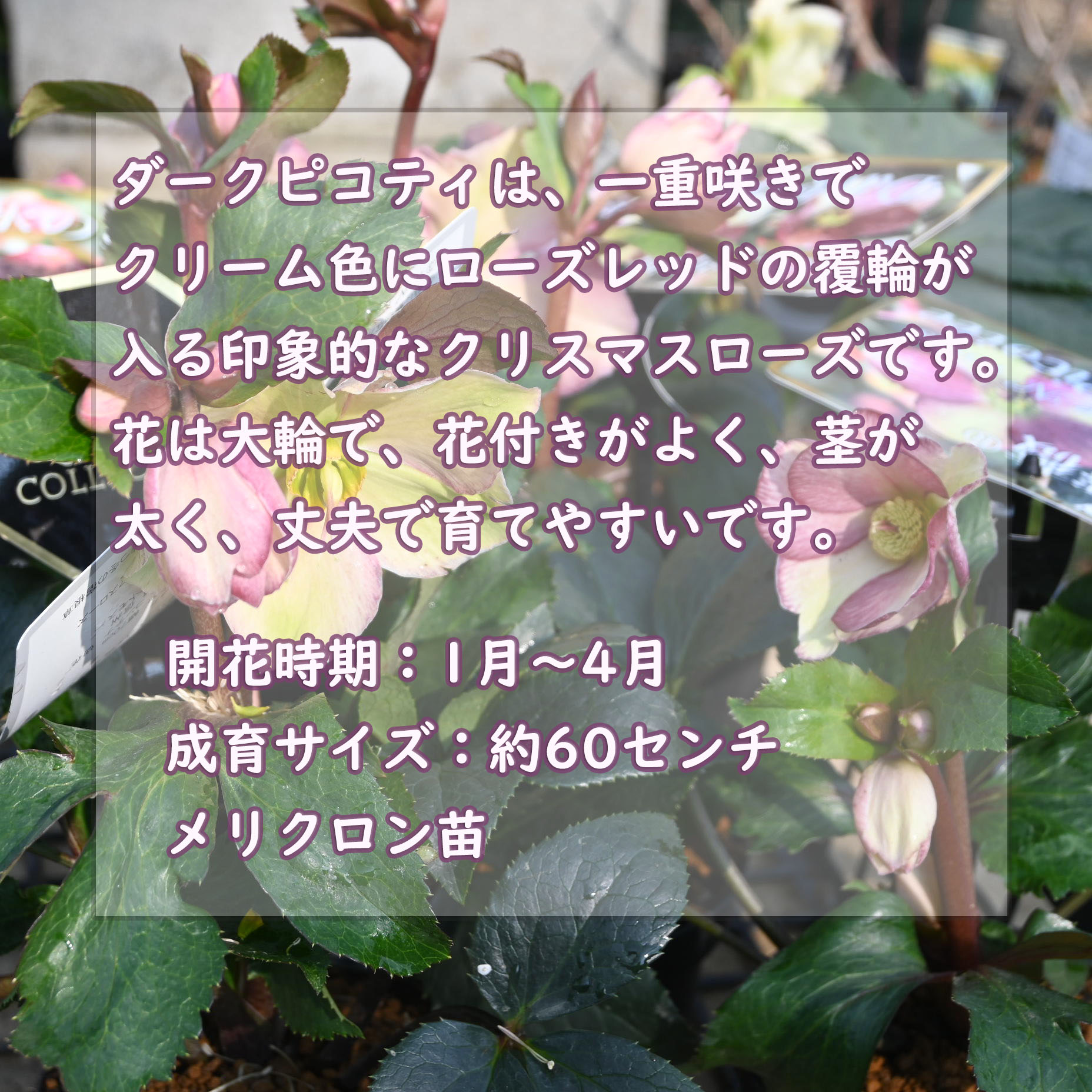 楽天市場】2026年1月開花 クリスマスローズ クリスマスローズ Ice N