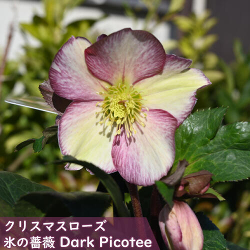 楽天市場】2026年1月開花 クリスマスローズ クリスマスローズ Ice N