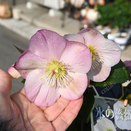 楽天市場】2025年12月～開花中 クリスマスローズ Ice N' roses 氷の