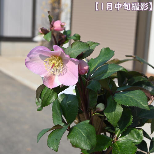 楽天市場】2025年12月～開花中 クリスマスローズ Ice N' roses 氷の