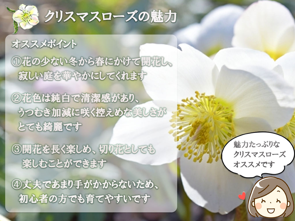 楽天市場】クリスマスローズ開花株お届けは2025年1月開花株