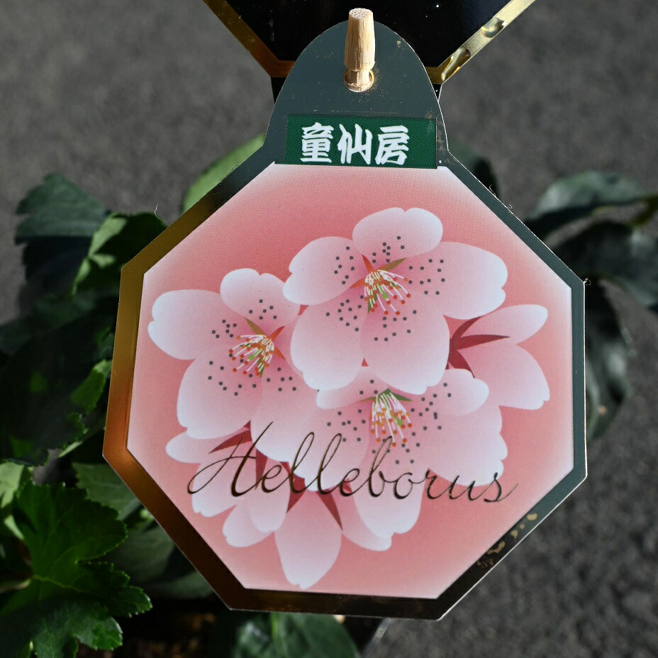 楽天市場】NEW 2026年1月～2月開花株クリスマスローズ開花株散らず桜超