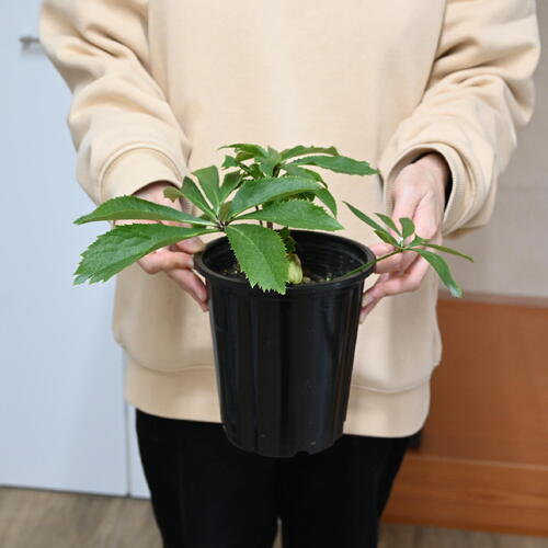 楽天市場】2026年NEW クリスマスローズ 苗 5号プラ鉢入り