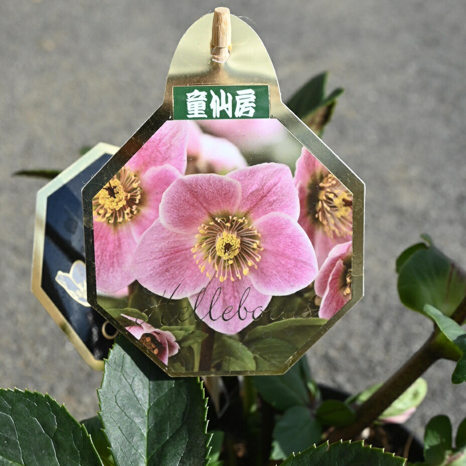 楽天市場】2026年1月開花 クリスマスローズ開花株雪の妖精リバ