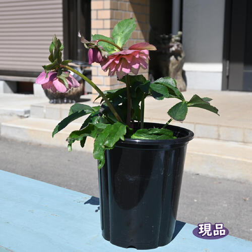 楽天市場】【現品】2025年3月開花 クリスマスローズ 苗 5号プラ鉢入り