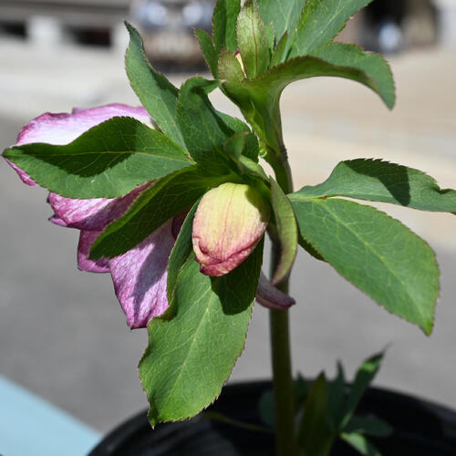 楽天市場】【現品】2025年3月開花 クリスマスローズ 苗 5号プラ鉢入り