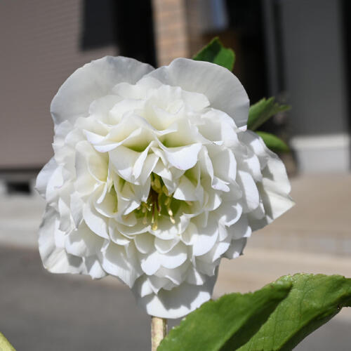 楽天市場】クリスマスローズ ダブル咲き ホワイト糸ピコティ 3号苗