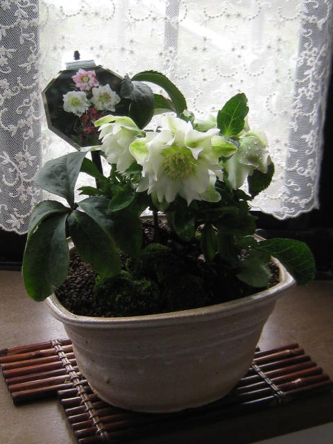 楽天市場】【送料無料】 【信楽鉢入り】 【クリスマスローズ】ホワイト