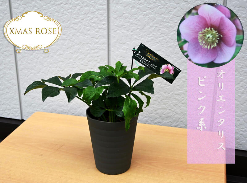楽天市場】2023年開花クリスマスローズ オリエンタリス ピンク系 一重
