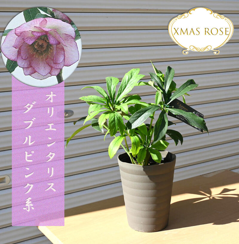 楽天市場】【新入荷】2025年開花クリスマスローズ オリエンタリス