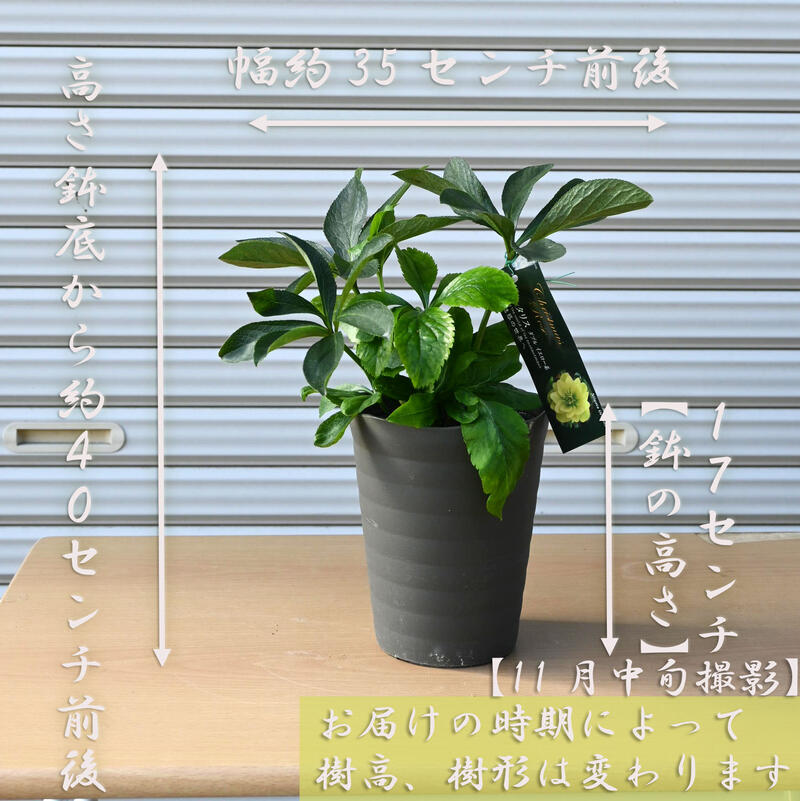楽天市場】2023年開花クリスマスローズ オリエンタリス ダブルイエロー